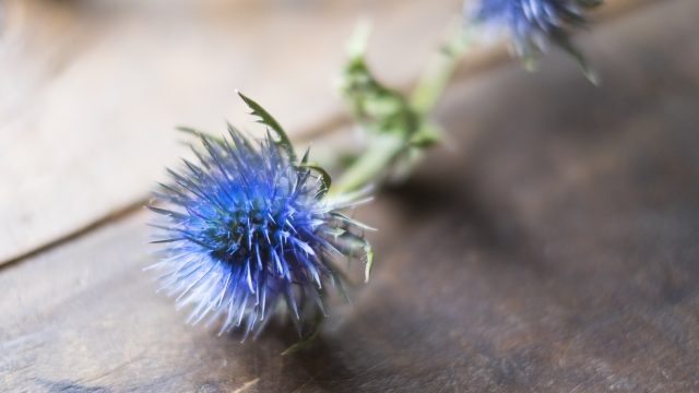 エリンジウム　青い花
